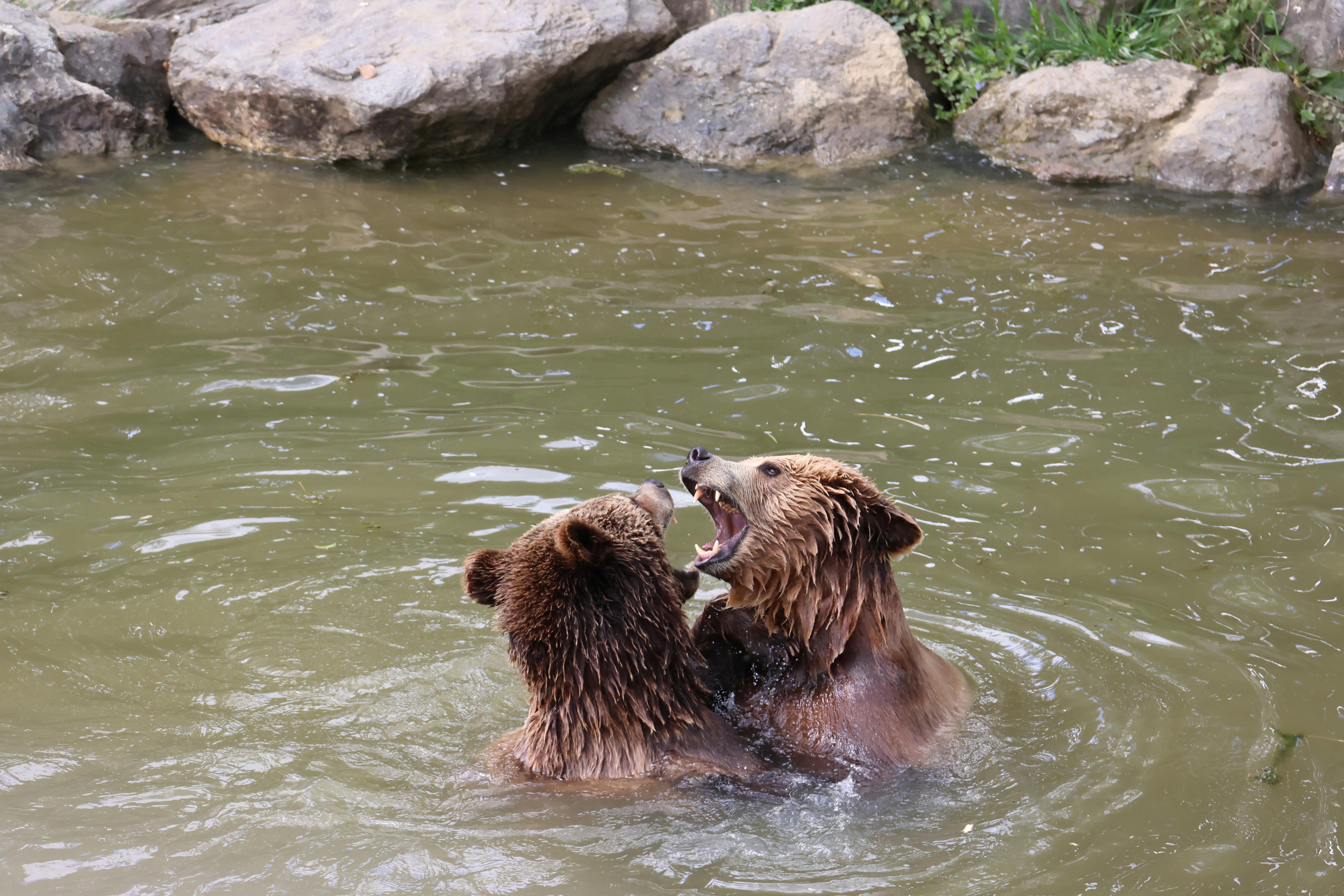 Il gioco come indicatore del benessere animale in cattività