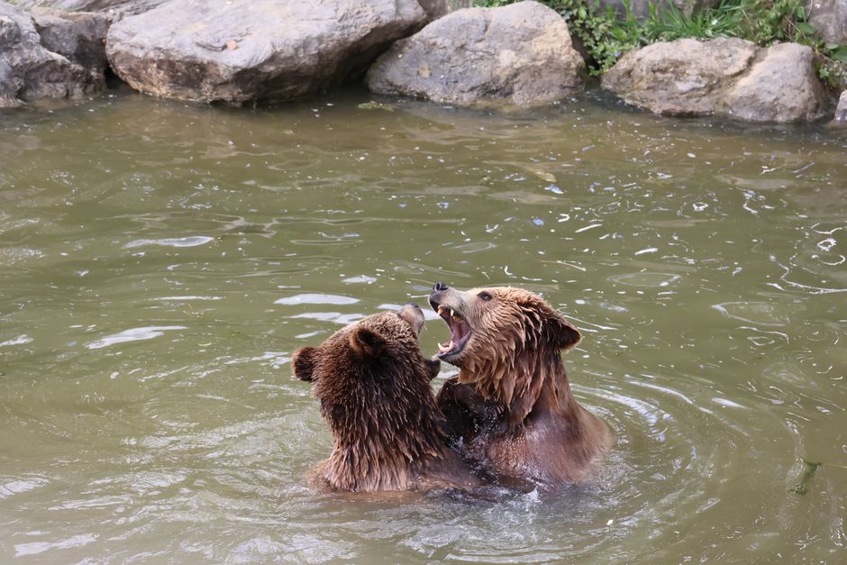 Il gioco come indicatore del benessere animale in cattività