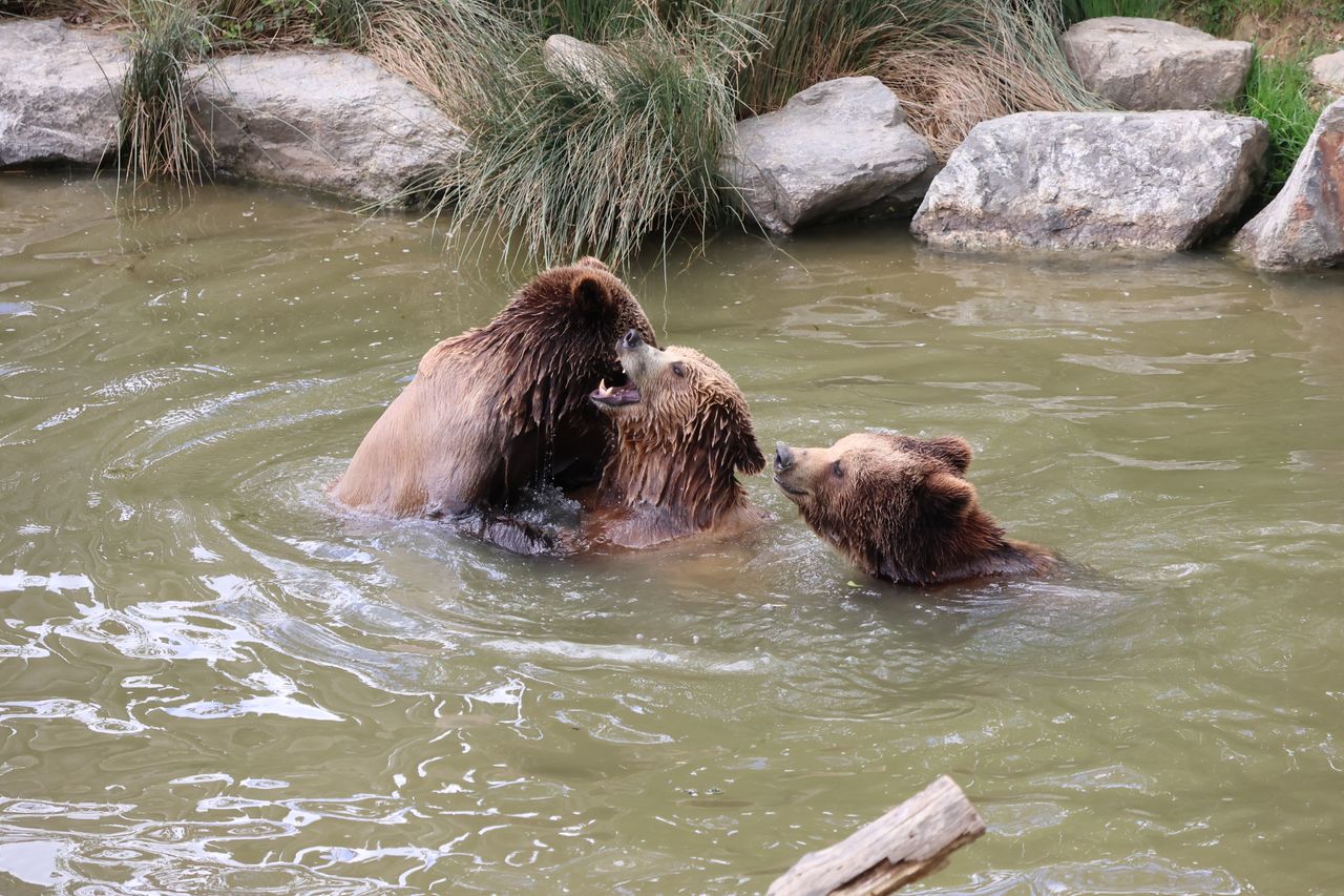 Inquiétude des habitants du Tarn face à l’évasion possible d’animaux du zoo des Trois Vallées, fermé depuis 2021