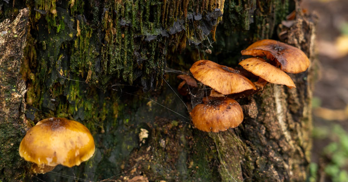 財經:喬山旺季業績看俏 股價強勢反彈引關注