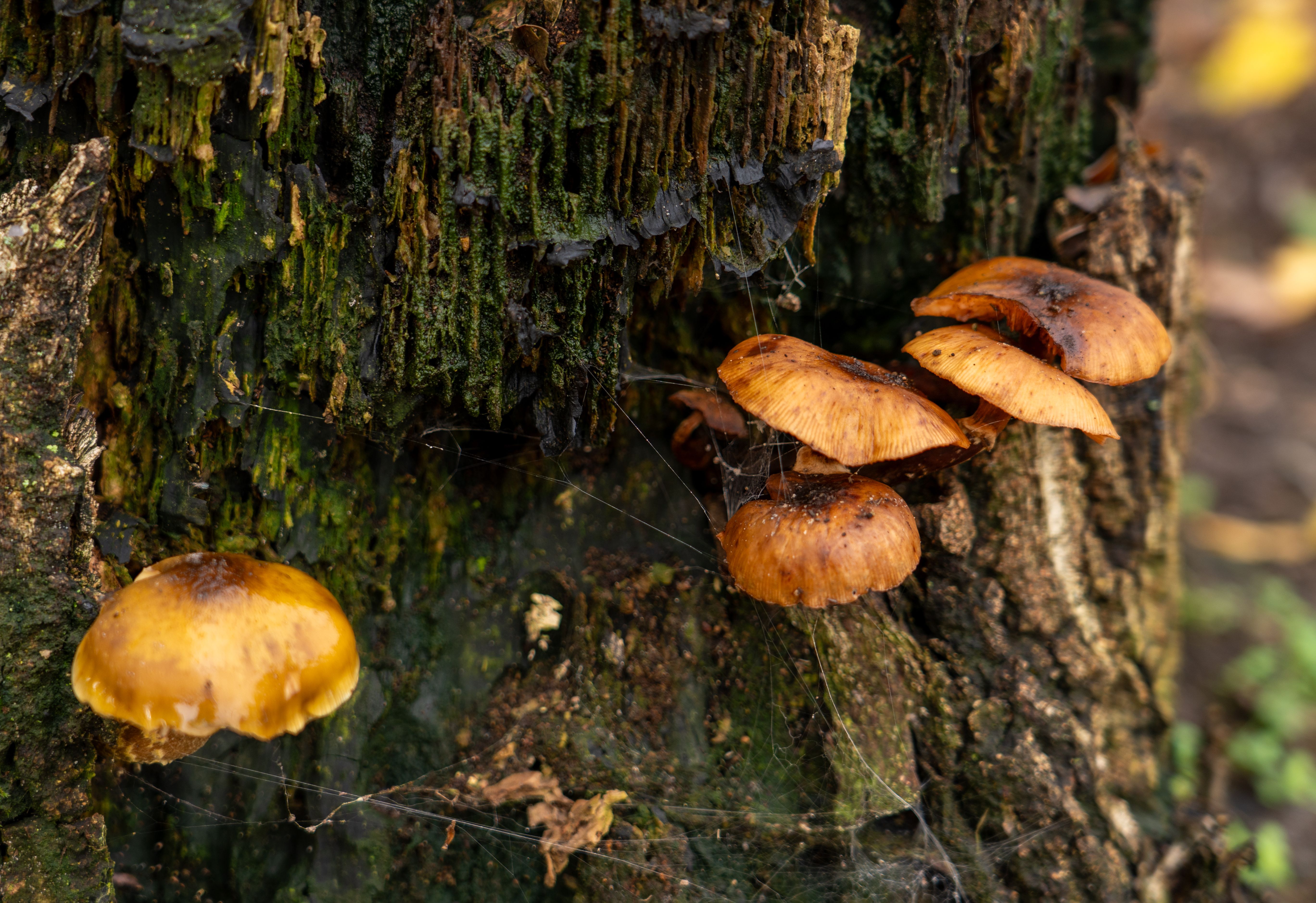 Mushrooms Growing on Tree Trunk in Soerendonk · Free Stock Photo