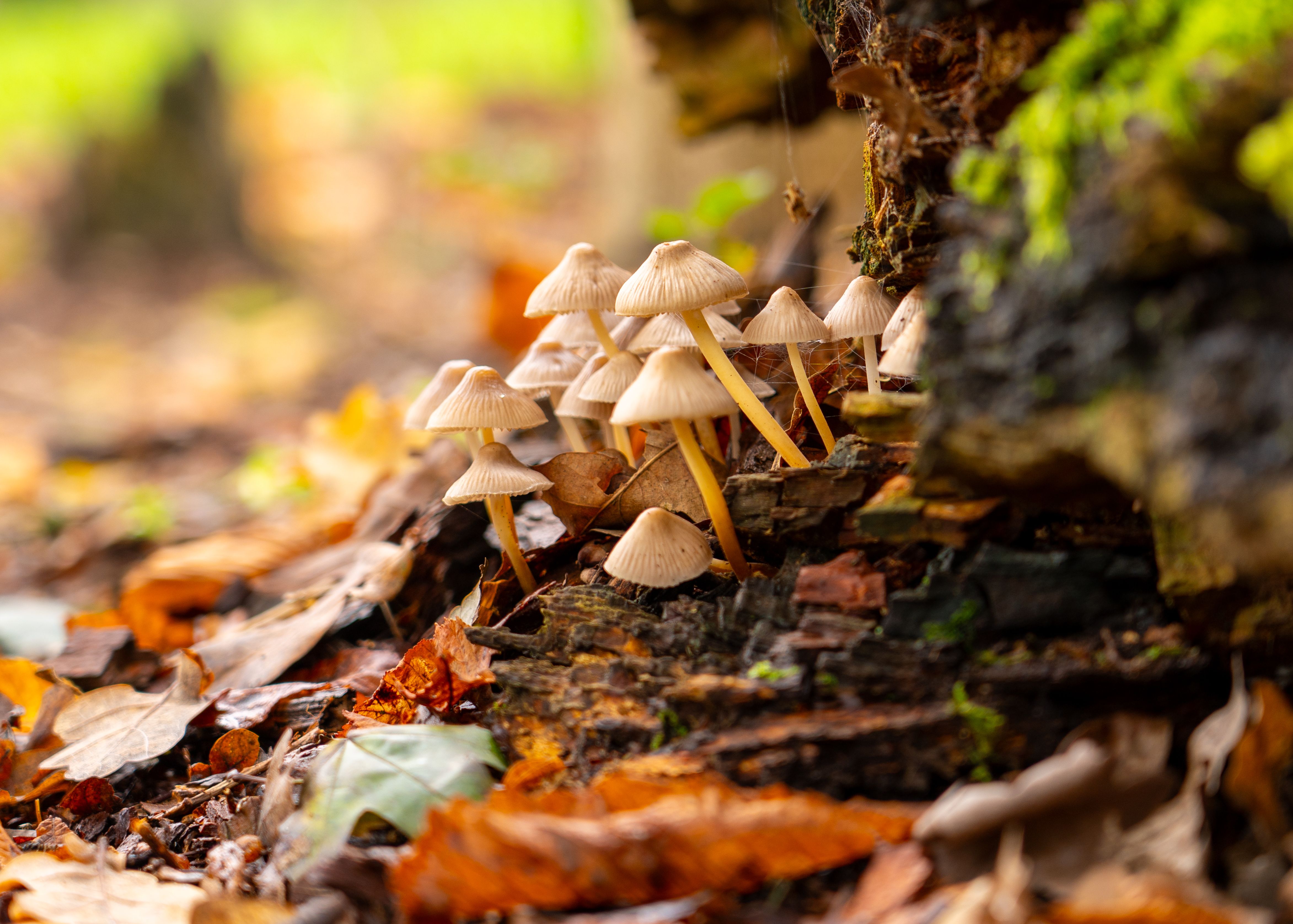 cluster-of-wild-mushrooms-in-autumn-forest-free-stock-photo