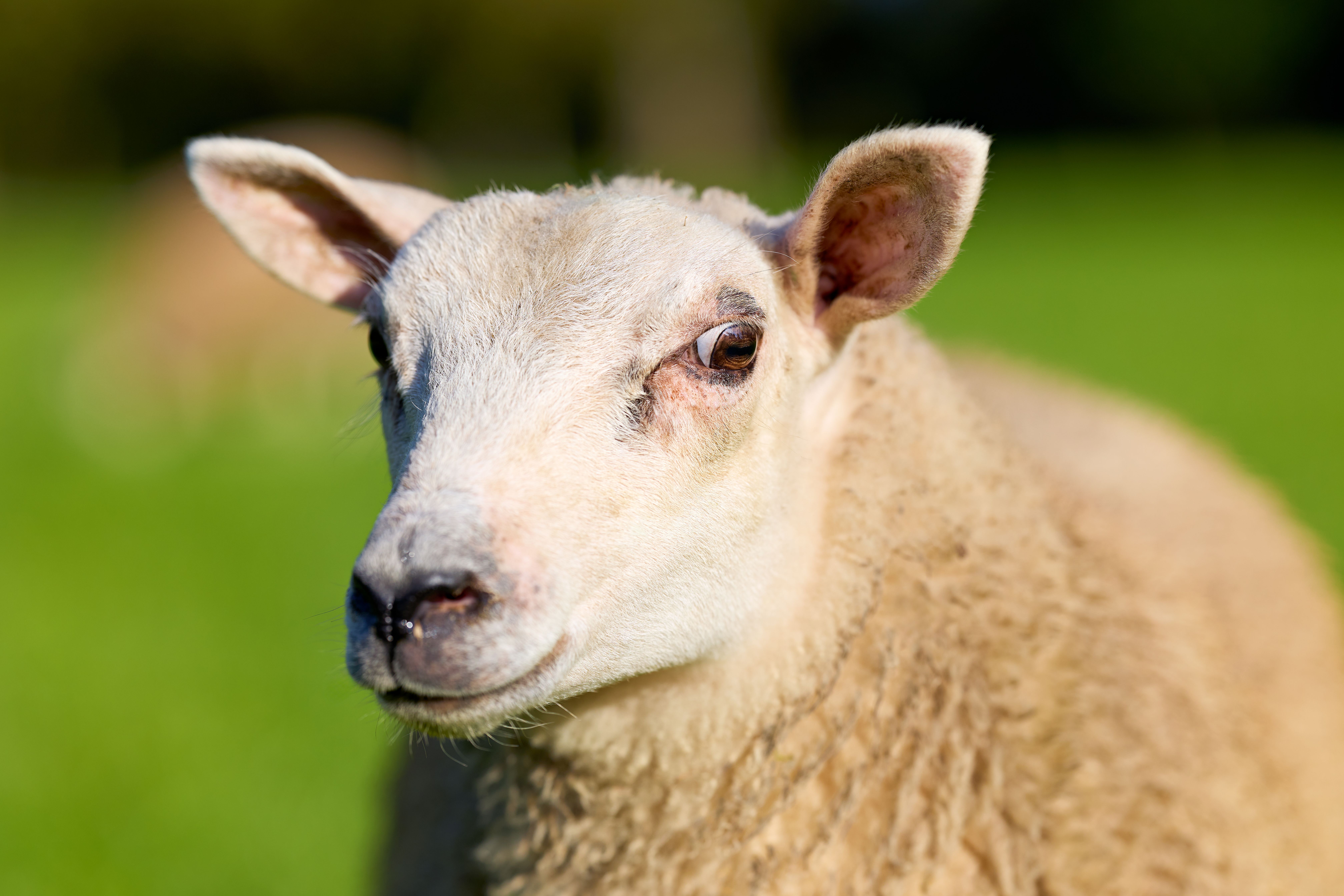 Nahaufnahme Eines Schafs Auf Einer Weide · Kostenloses Stock-Foto