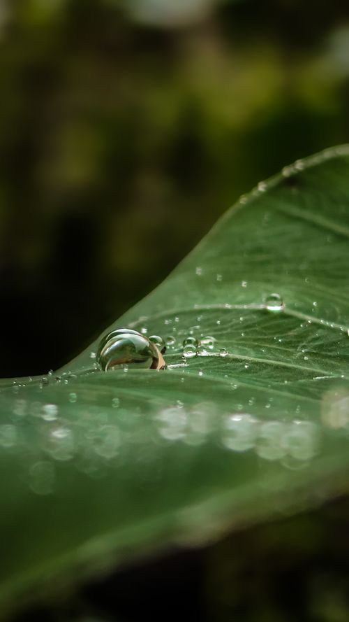 Free A detailed macro shot capturing dew droplets resting on a green leaf, showcasing natural beauty. Stock Photo