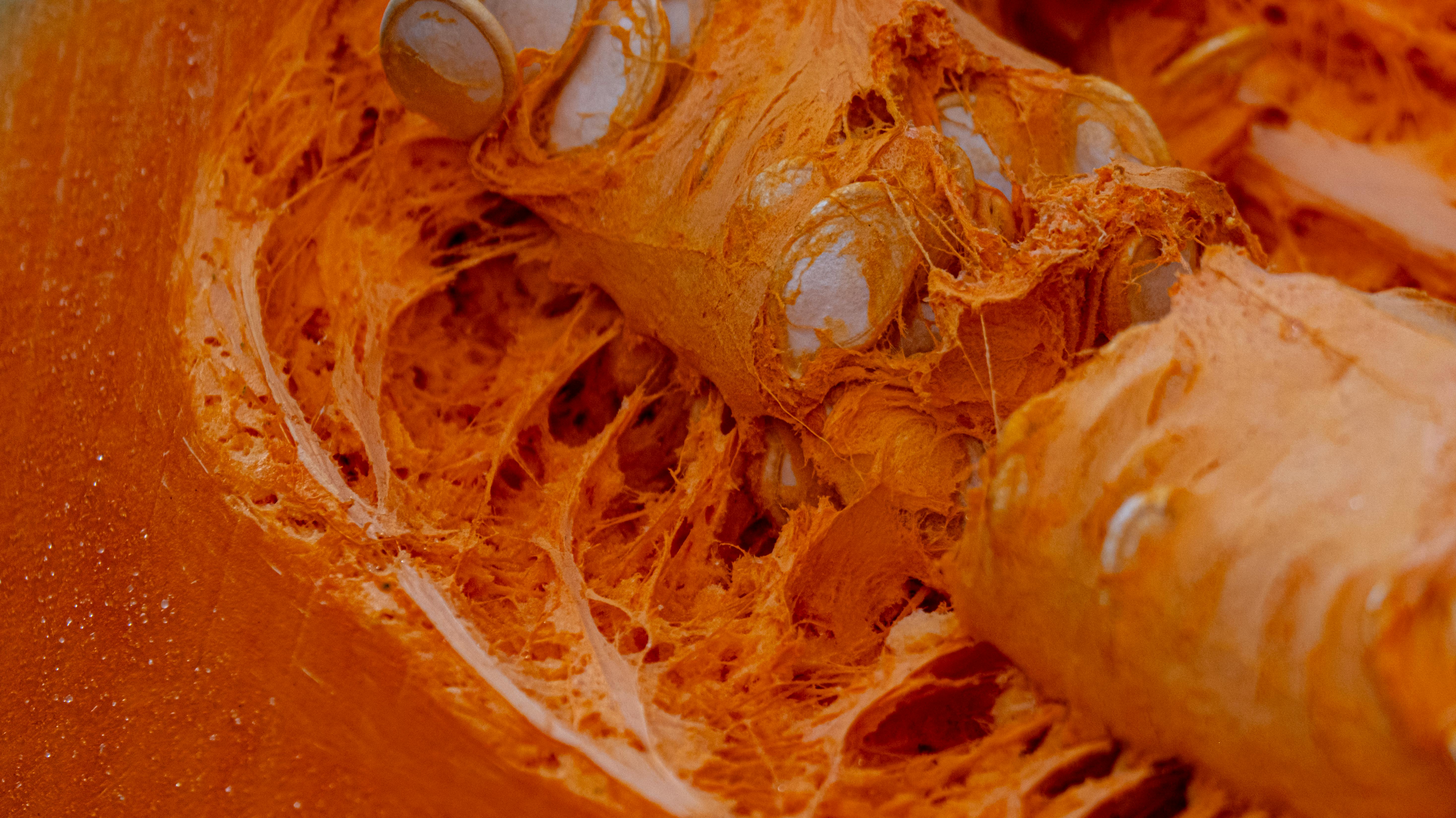 台南應用科大張淑禎教授榮獲國際發明家獎與創新金牌獎