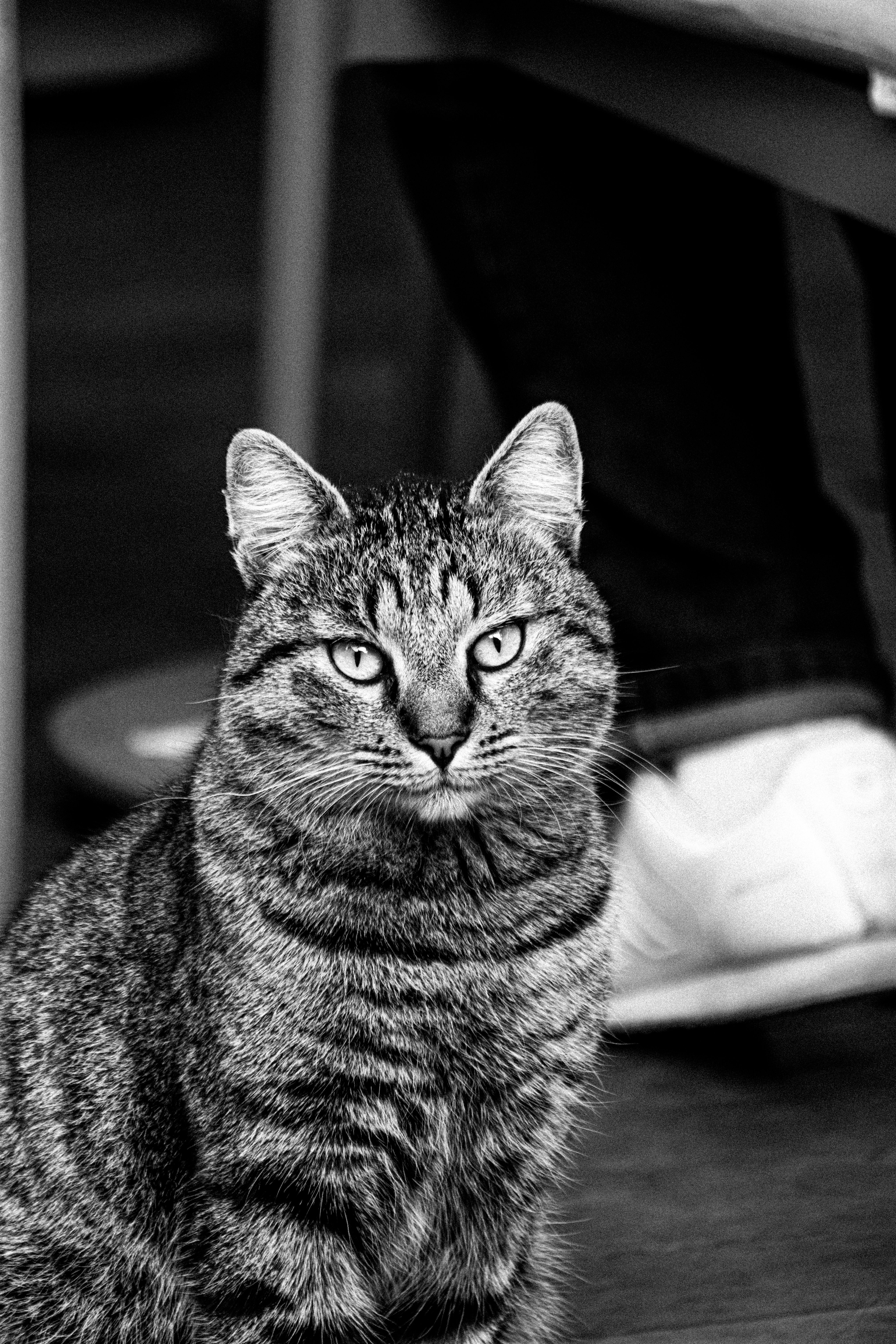 Black and White Portrait of a Domestic Cat · Free Stock Photo