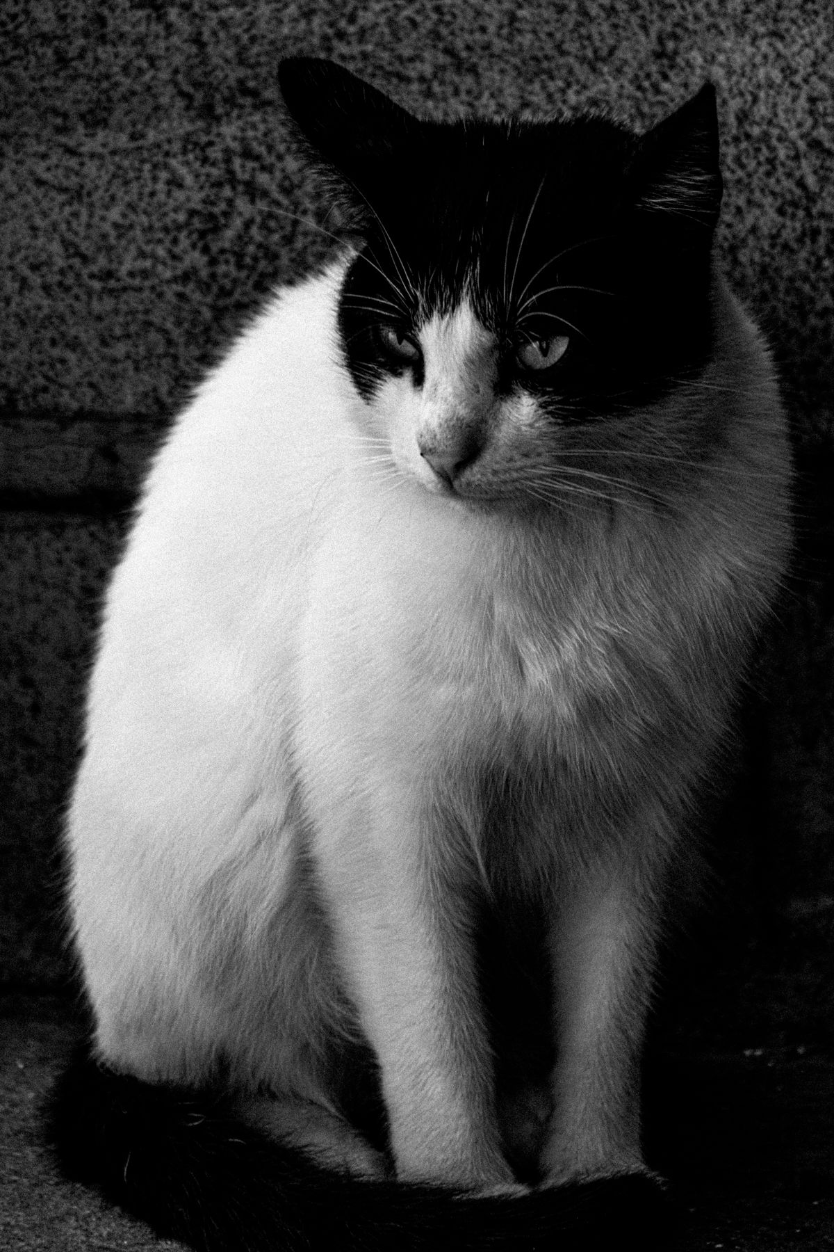 Black and White Portrait of a Relaxed Cat · Free Stock Photo