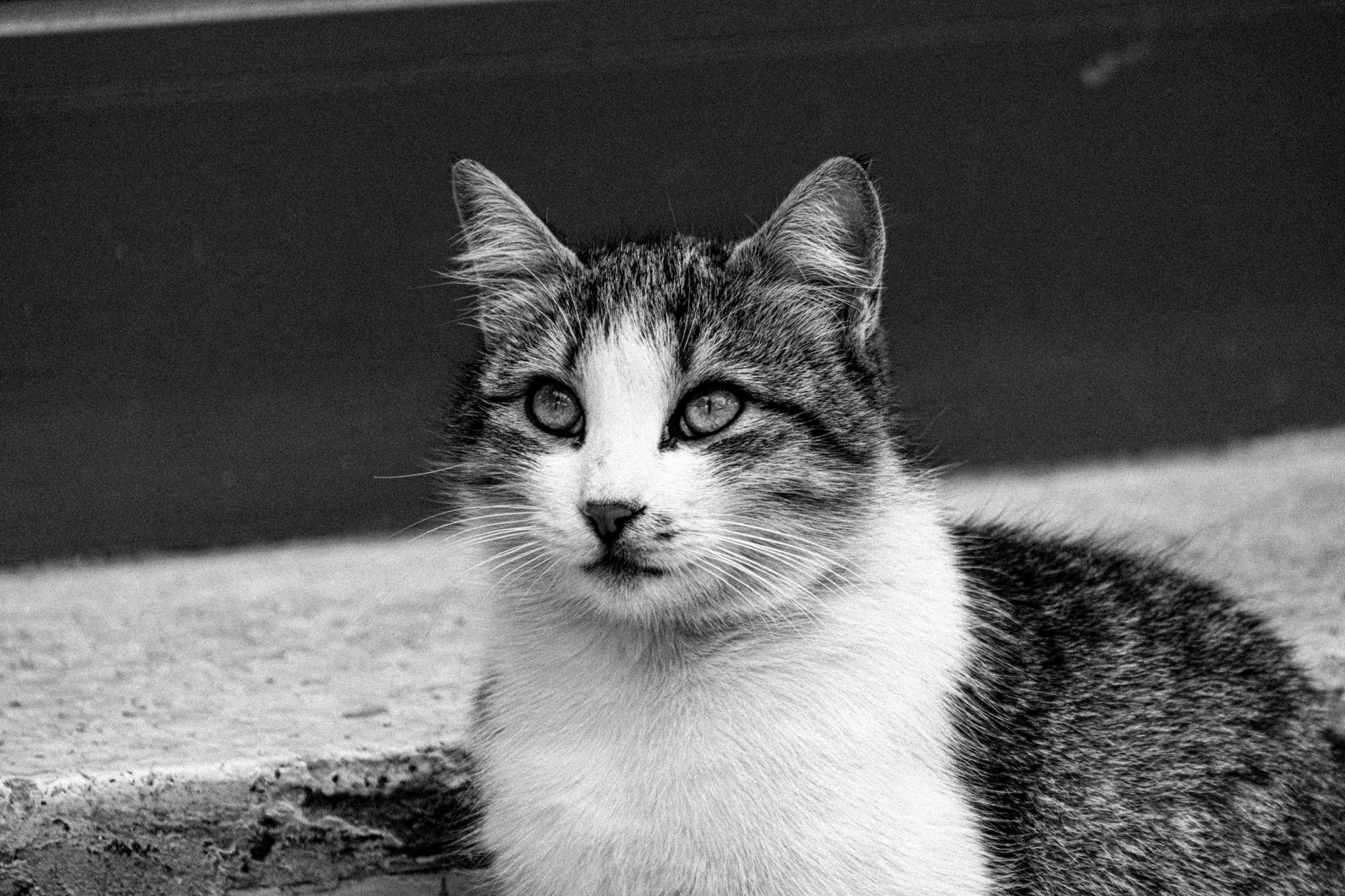 Veterinary care for a cat