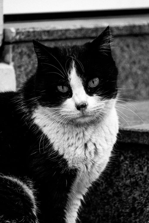 Free A classic black and white portrait of a Tuxedo cat with striking markings. Stock Photo
