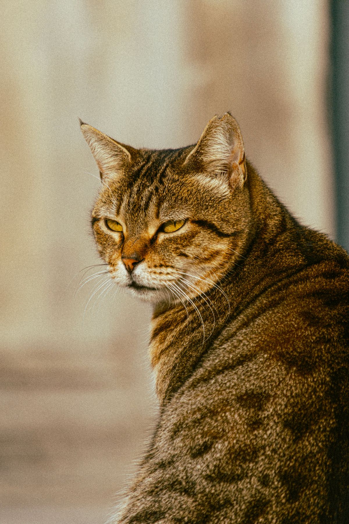 Tabby domestic shorthair cat with forward ears and alert, curious gaze