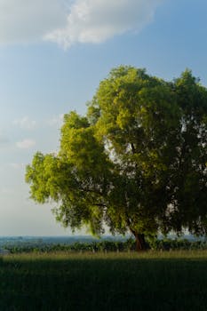 Serene scene of a lone tree in a vast open field on a sunny day.
