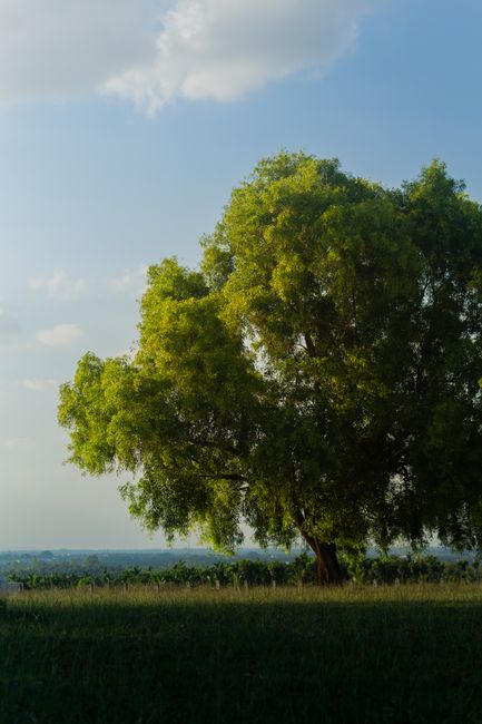 Serene scene of a lone tree in a vast open field on a sunny day.