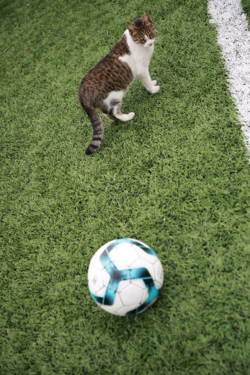 Free stock photo of cat, cat outdoors, european football Stock Photo