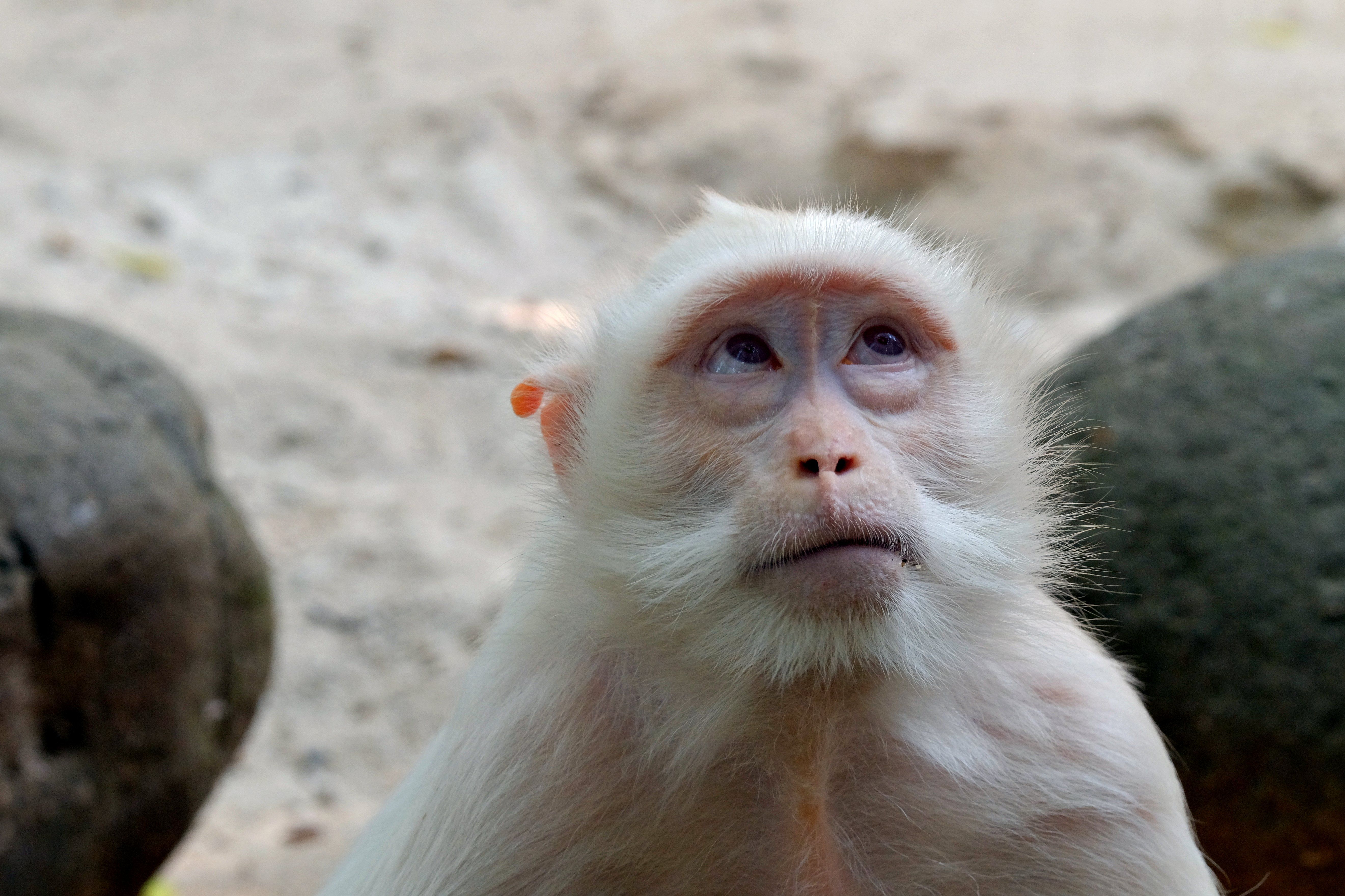 A close-up shot of a contemplative white monkey gazing upwards, outdoors.