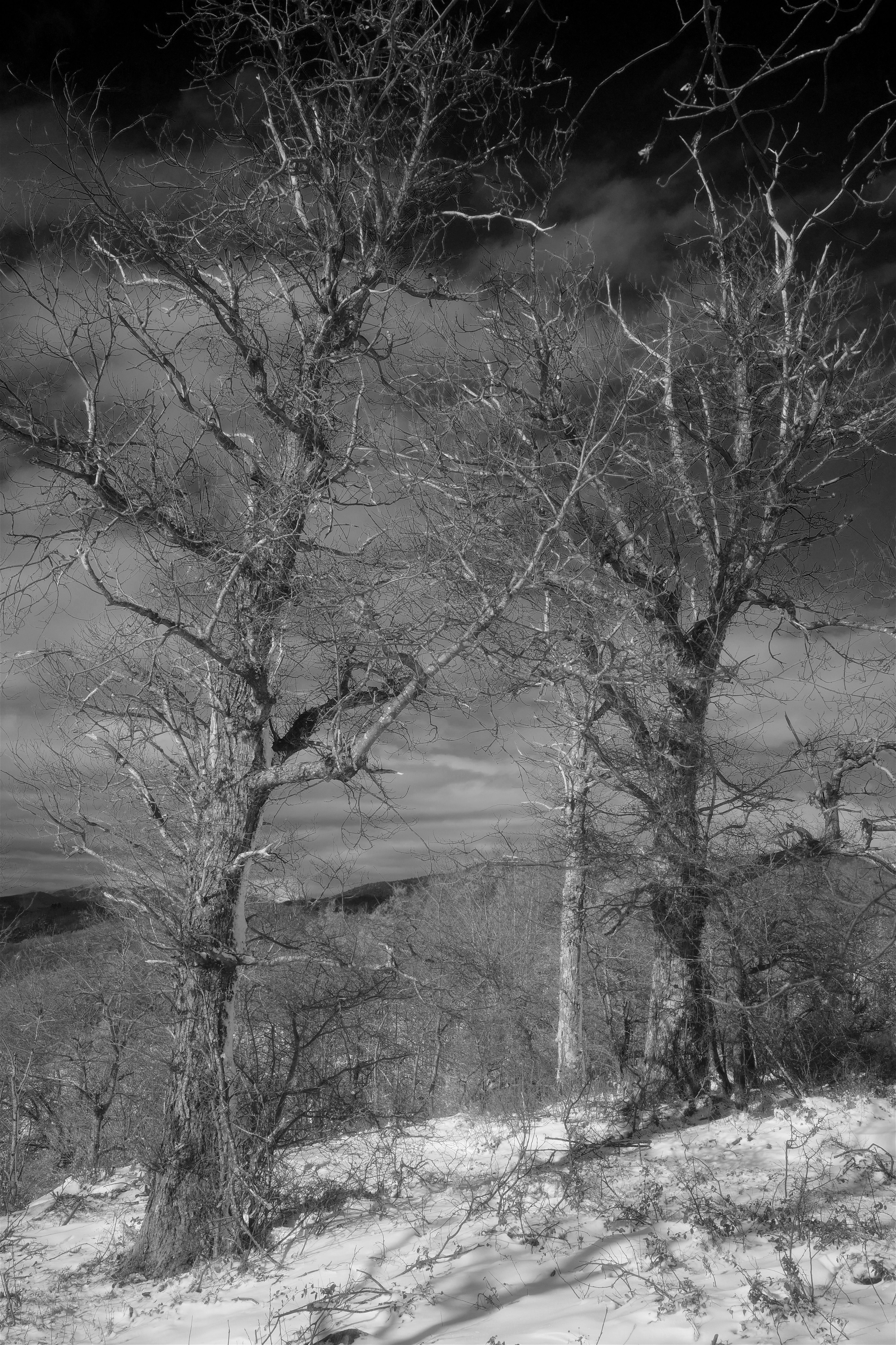Black and White Winter Forest Scene with Bare Trees · Free Stock Photo