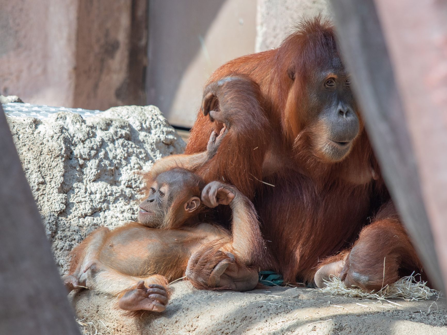 Catastrophic Rainfall Event Devastates Tapanuli Orangutan Population, Killing 7% of Critically Endangered Apes