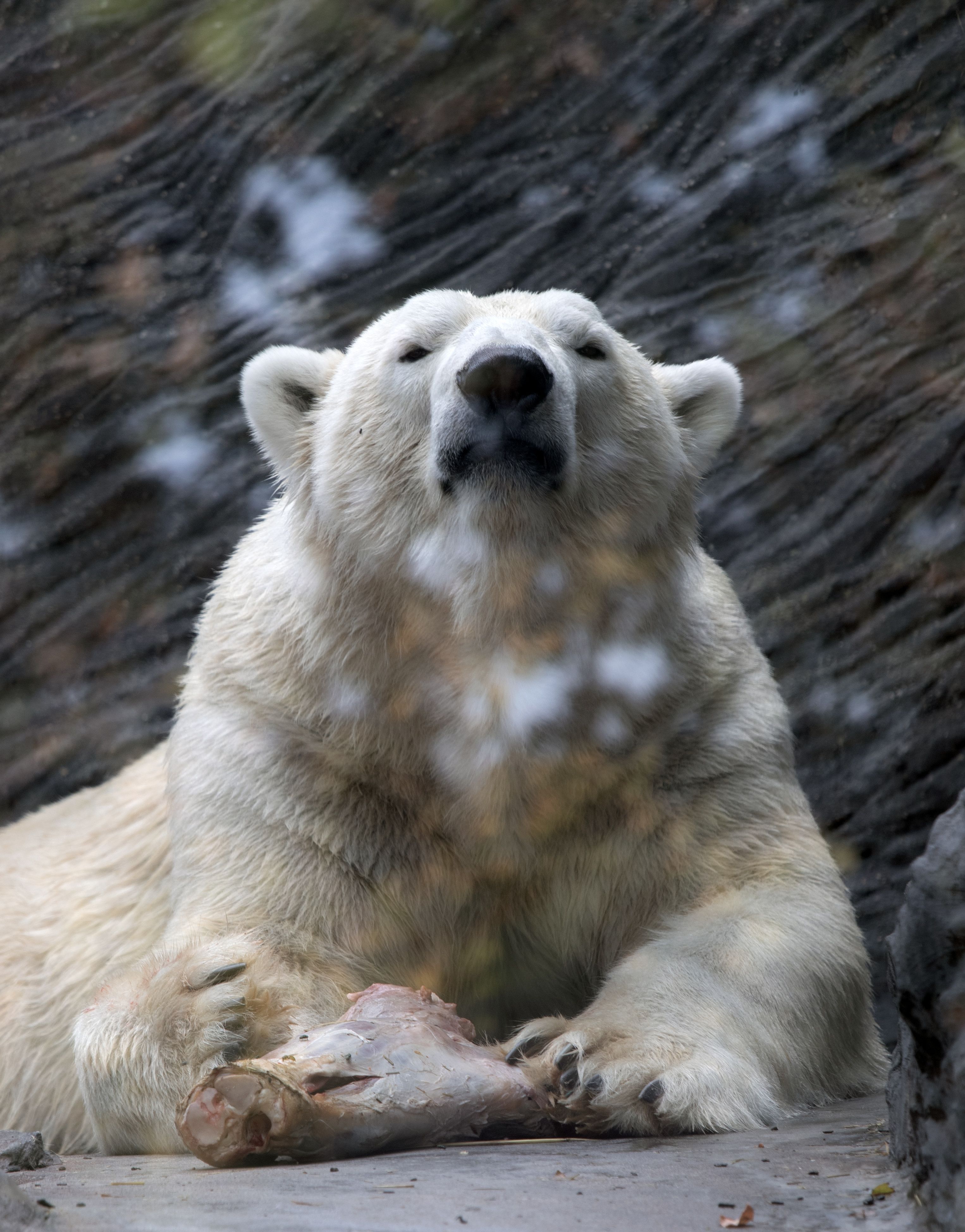 Majestic Polar Bear with Snowflakes · Free Stock Photo