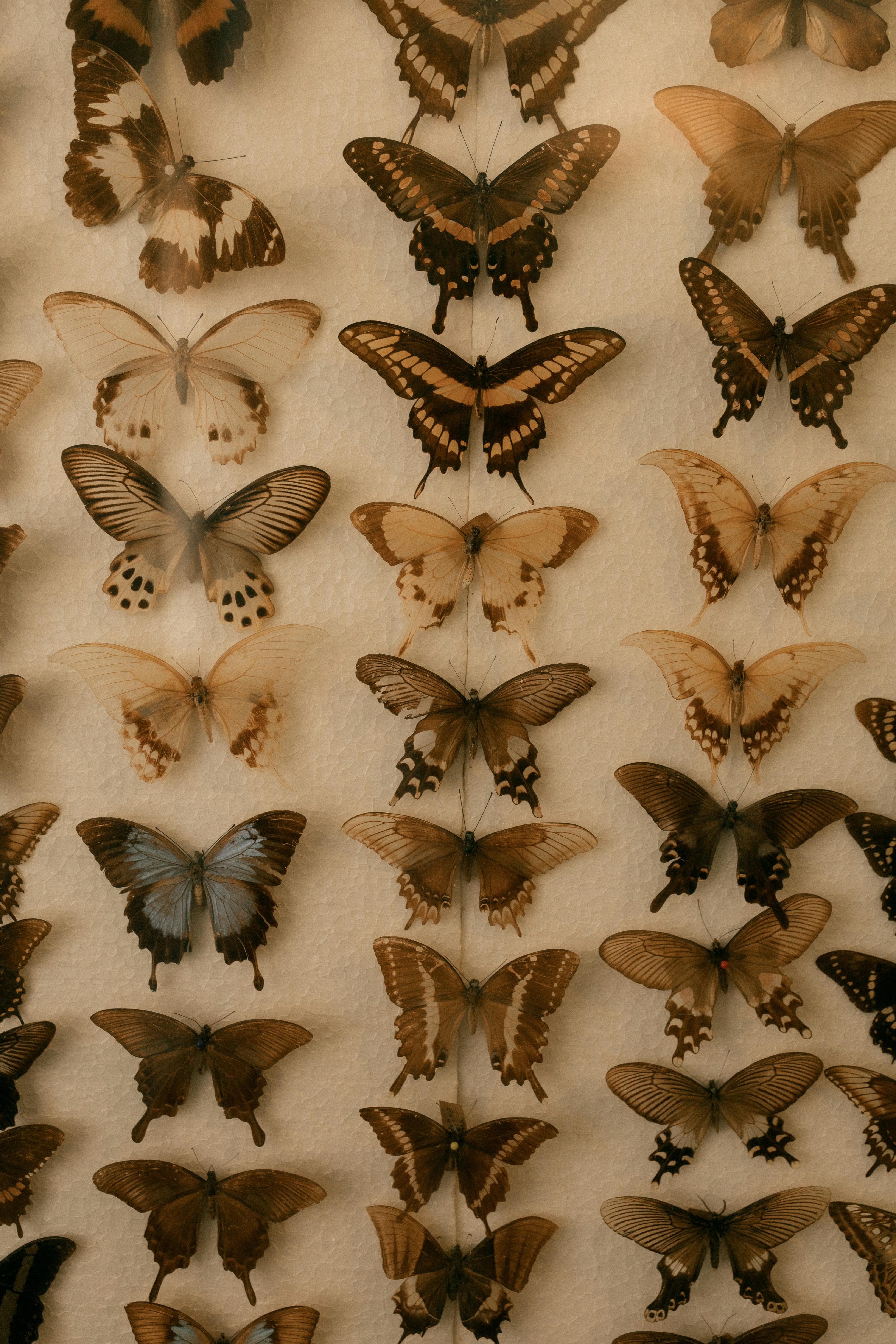 A detailed display of various butterfly specimens showcasing diverse patterns and colors.