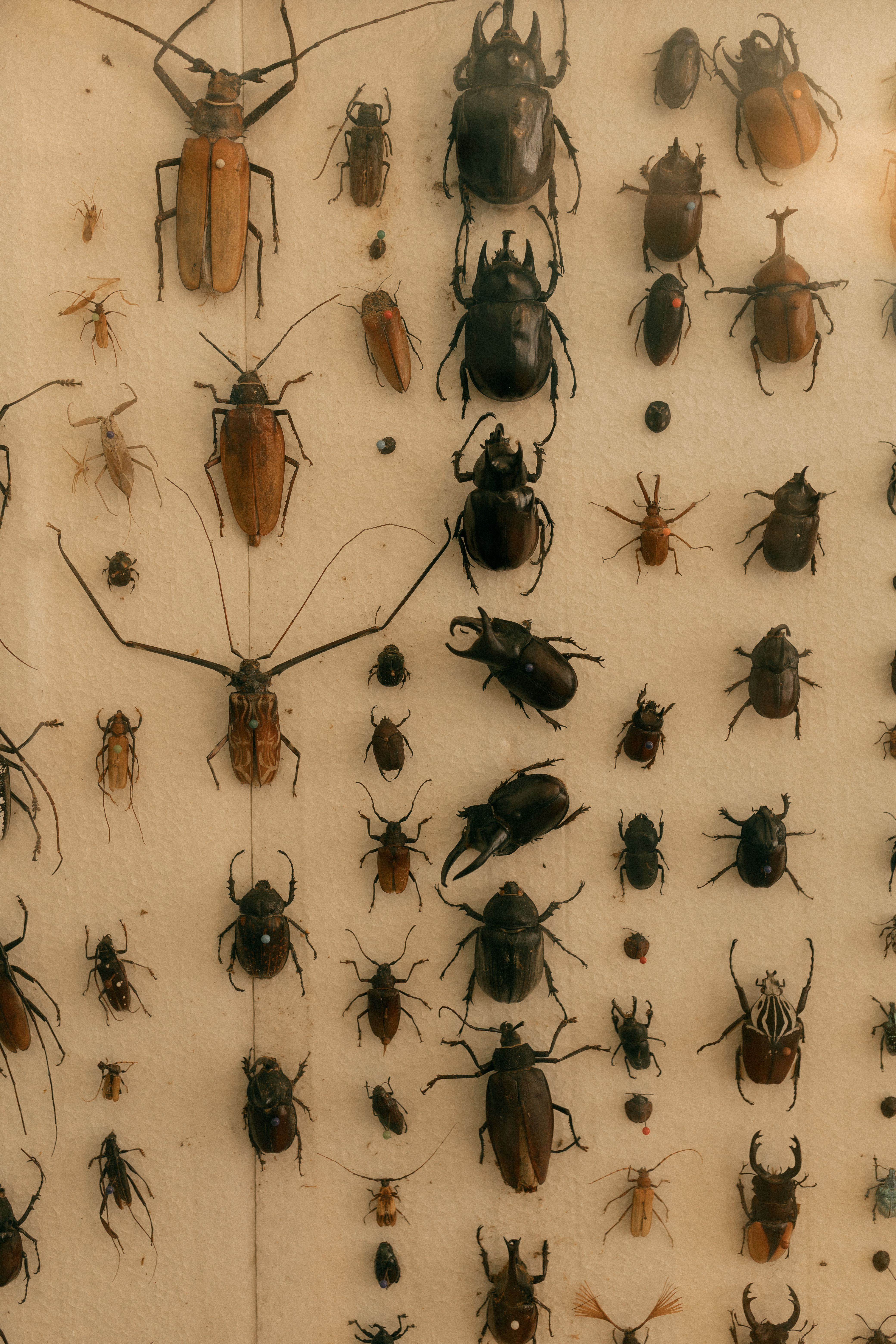 Colección Diversa De Insectos Exhibida En Filas · Foto de stock gratuita