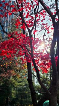 Vibrant red maple tree lit by sun in city park setting.