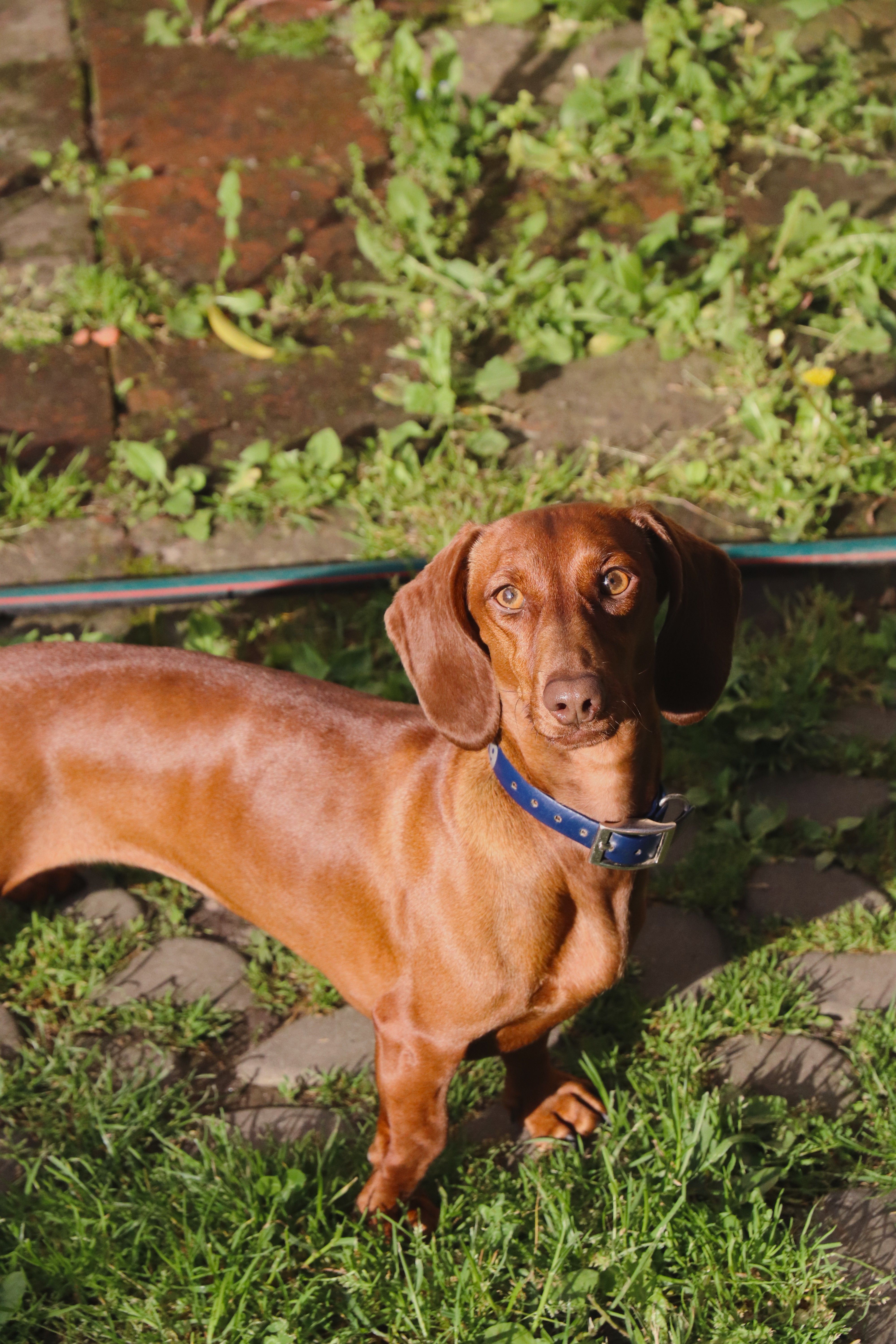 40.000+ Simo+häyhä+dog Bilder und Fotos · Kostenlos Downloaden · Pexels ...