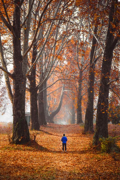 Free A child walks along a scenic autumn pathway lined with tall trees in Srinagar, Kashmir, enveloped in vibrant fall colors. Stock Photo