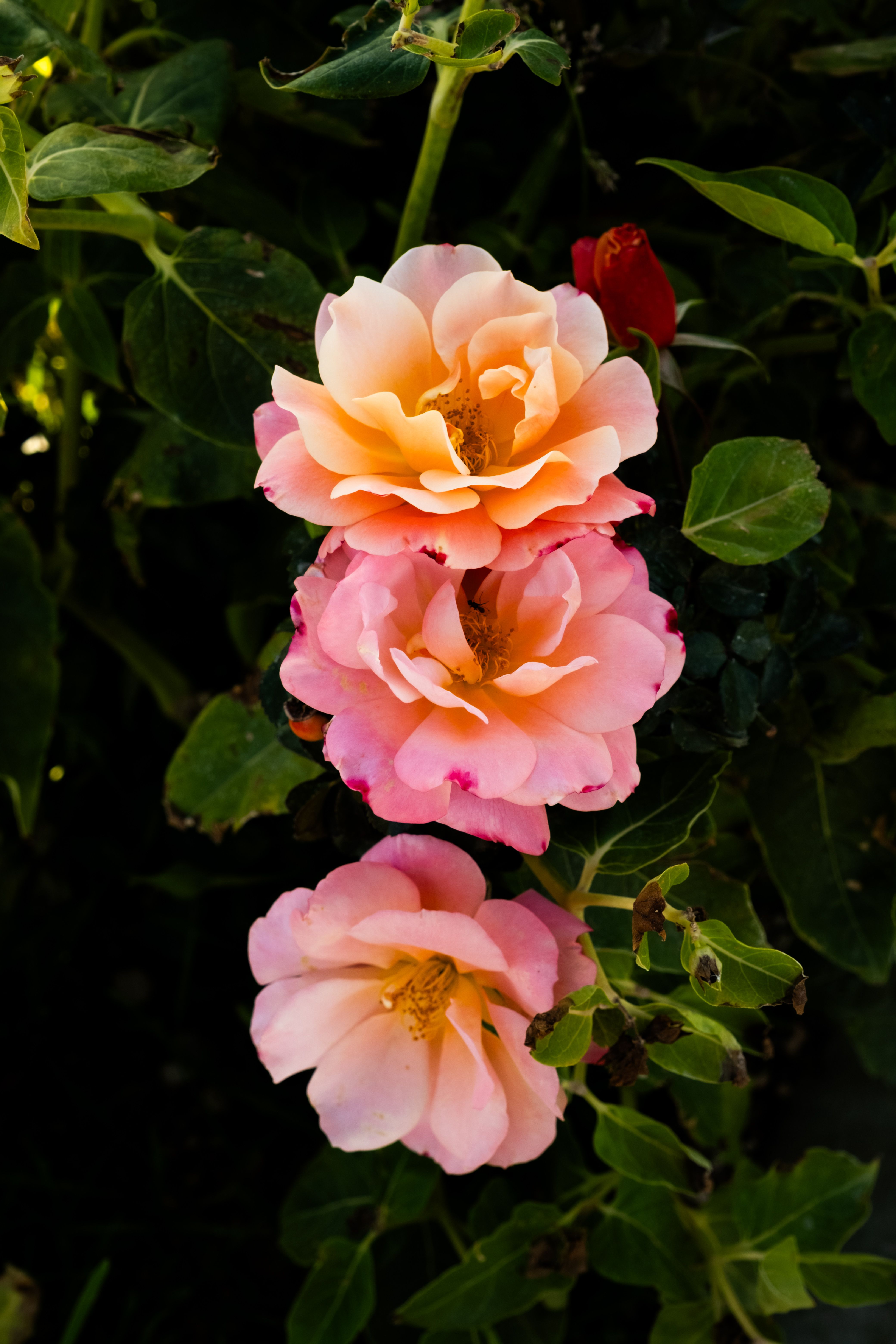 Fotomural Fotolia