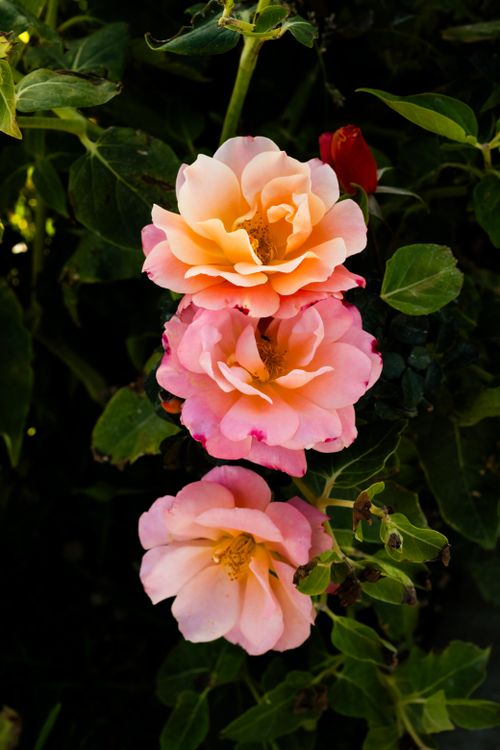 Blooming Roses in Natural Sunlight · Free Stock Photo