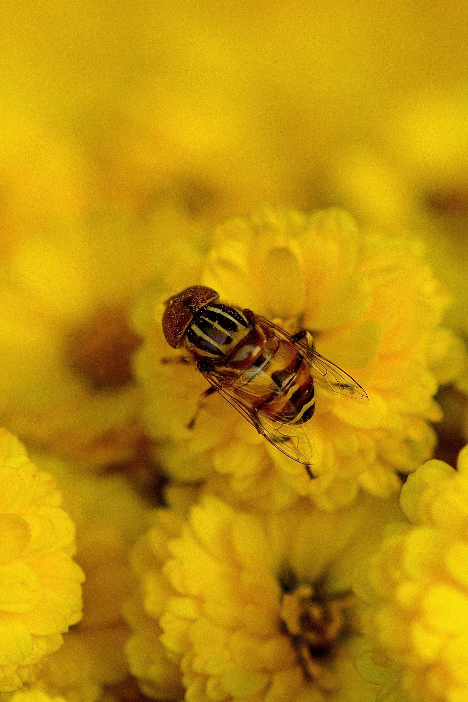 Macro shot of a hoverfly resting on vibrant yellow flowers, showcasing nature's beauty.