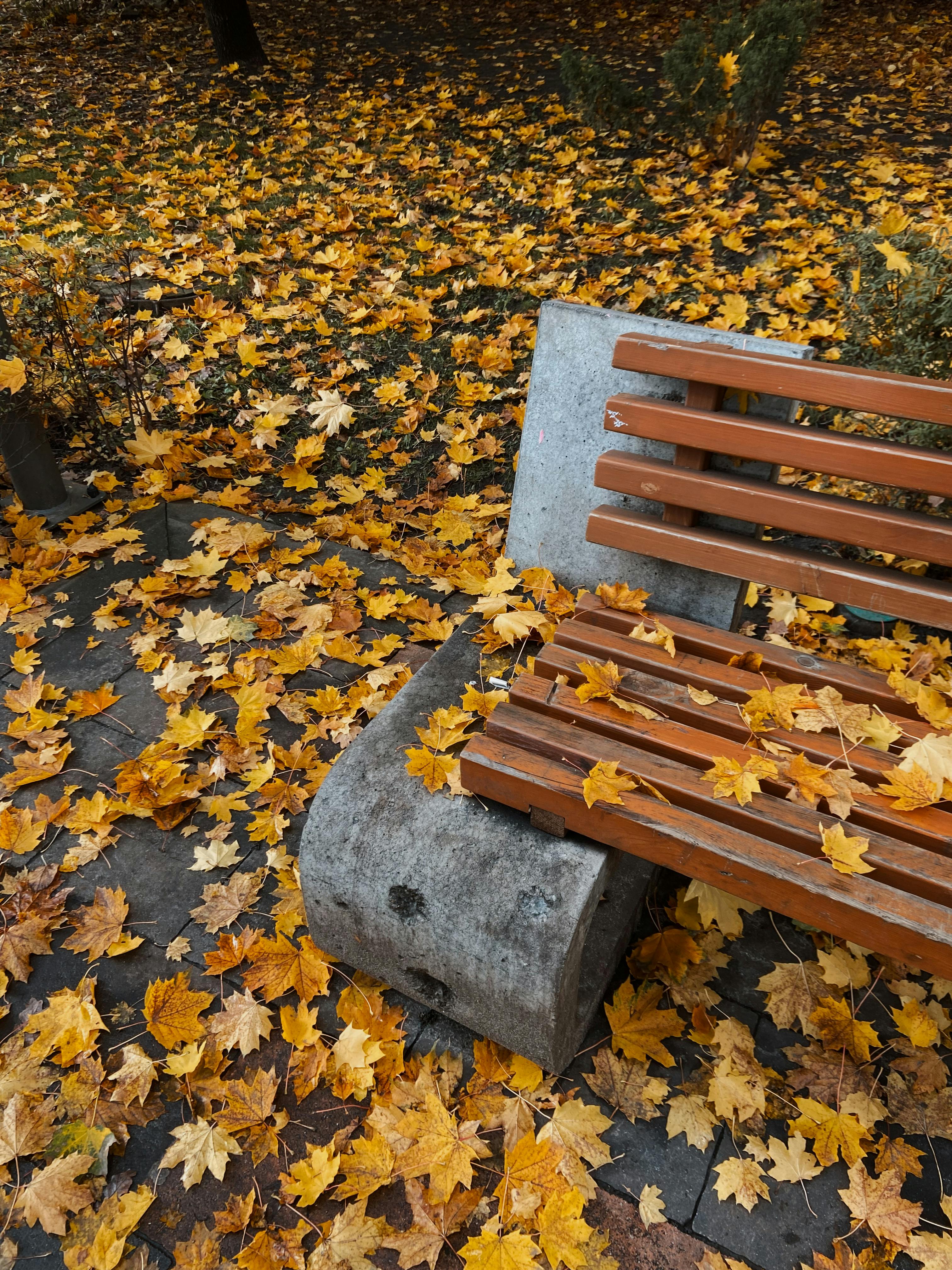 Gratuit O bancă de parc din lemn, înconjurată de frunze vibrante de toamnă, pe pământ. Fotografie de stoc