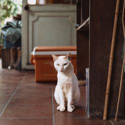White cat sitting indoors by Nguyen Duc Toan on Pexels