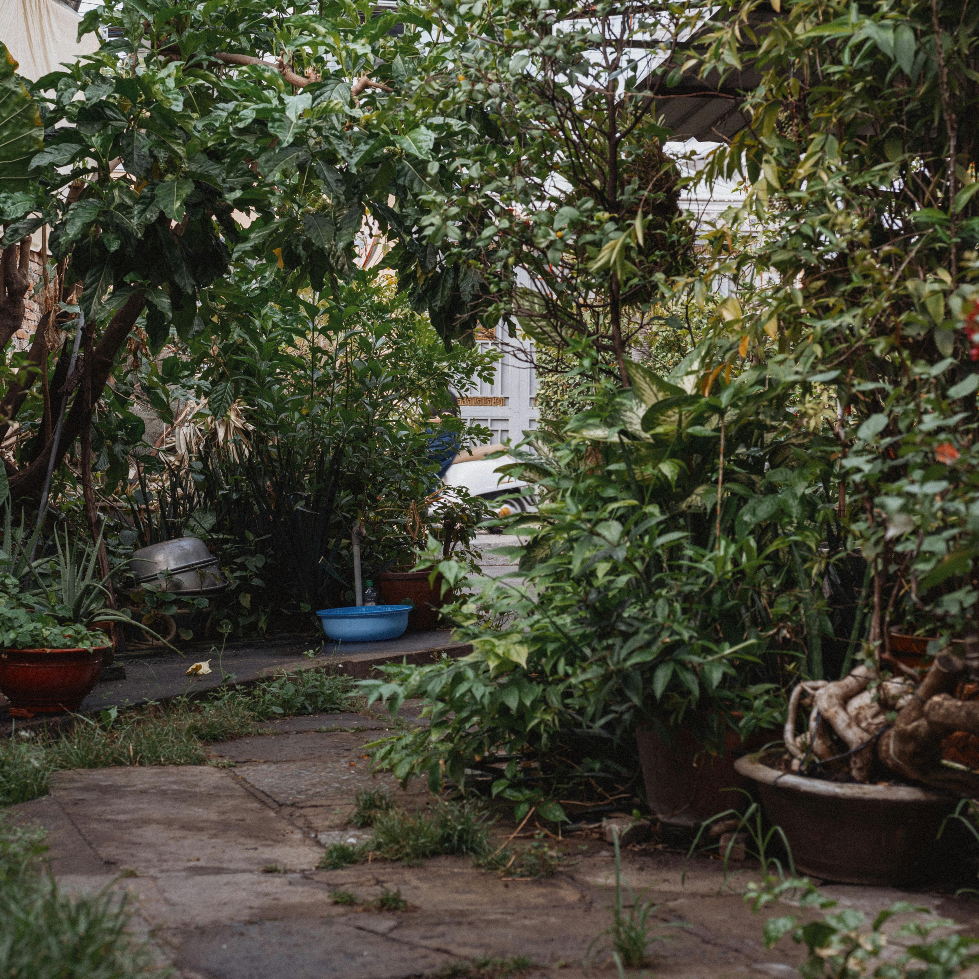 A serene urban garden filled with lush greenery and a small paved pathway.