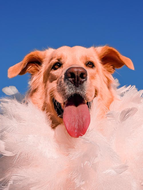 White and Brown Short Coated Dog