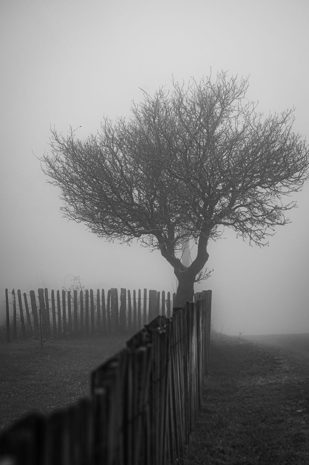 Solitary Tree in Foggy Landscape with Fence · Free Stock Photo