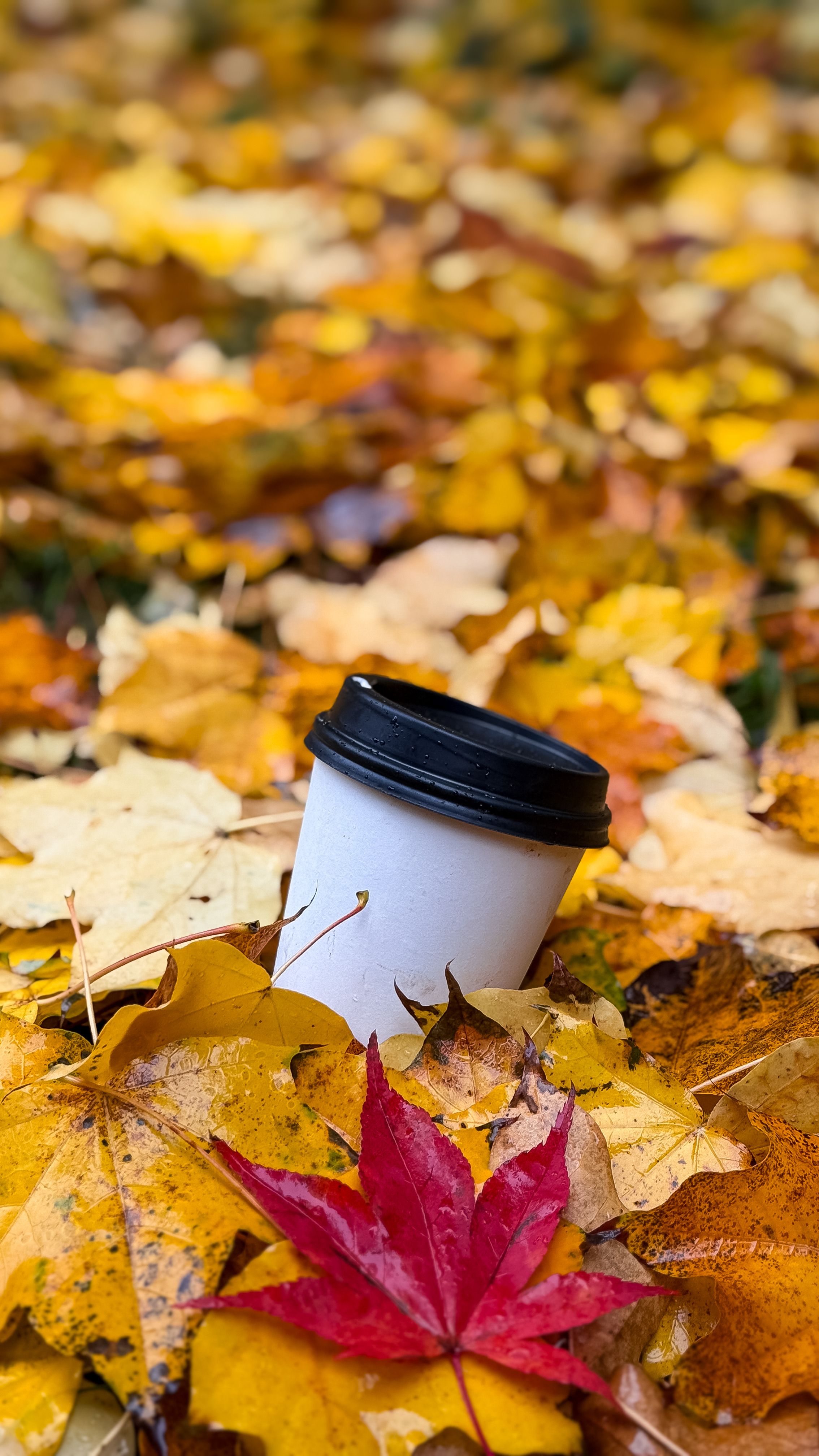 Coffee Cup on Fall Leaves in Seattle Park · Free Stock Photo