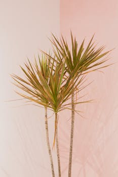 龙血树的绿色异域叶片在极简风格的粉白墙面上投下阴影