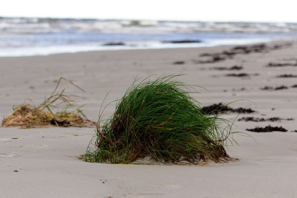 Peaceful beach view featuring lush green dune grass and gentle sea waves.