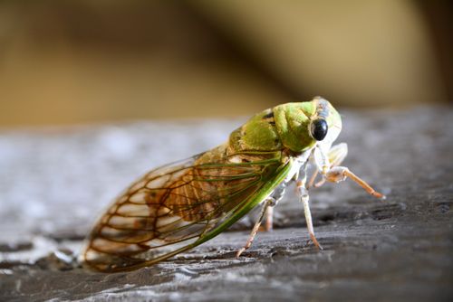 Free Detailed macro of a cicada on wood in San Antonio, showcasing its vivid colors and textures. Stock Photo
