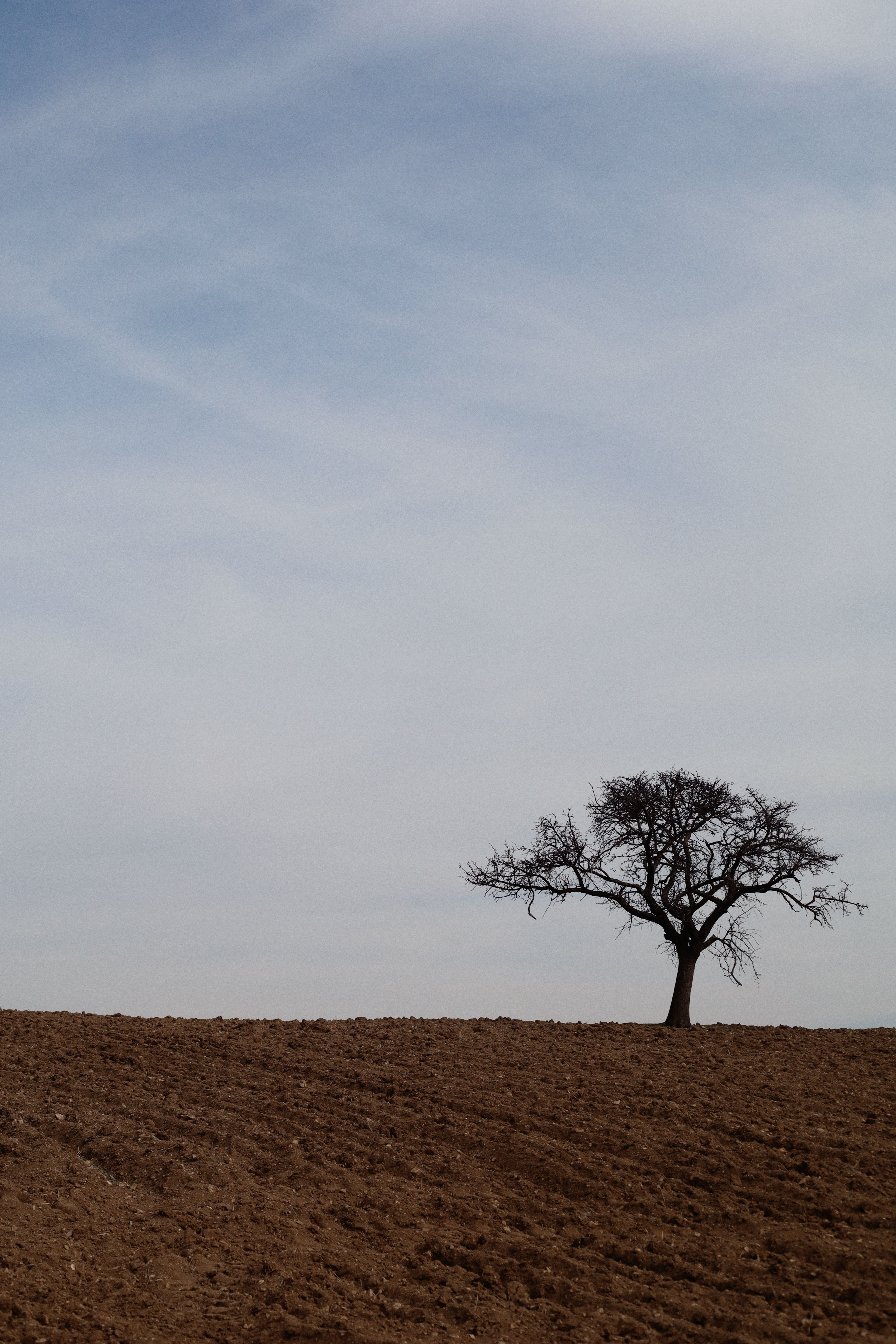 Lonely Tree in a Barren Landscape Under Blue Sky · Free Stock Photo