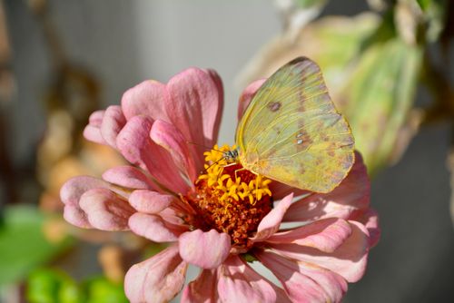 Free stock photo of butterflies Stock Photo