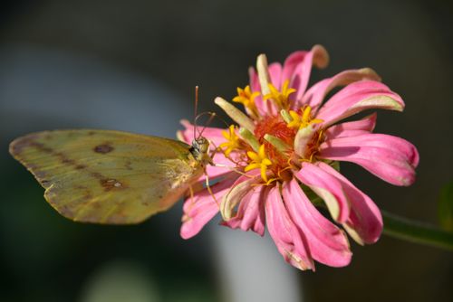 Free stock photo of yellow butterfly Stock Photo