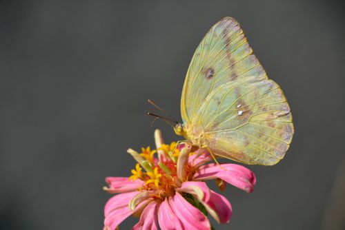 Free stock photo of beautiful butterfly Stock Photo