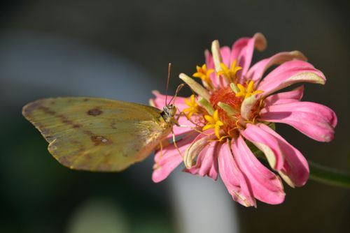 Free stock photo of yellow butterfly Stock Photo