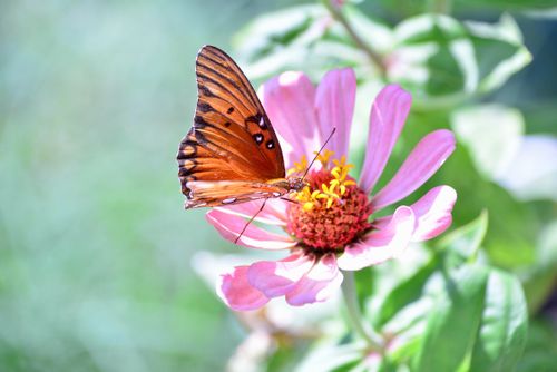 Free stock photo of monarch Stock Photo