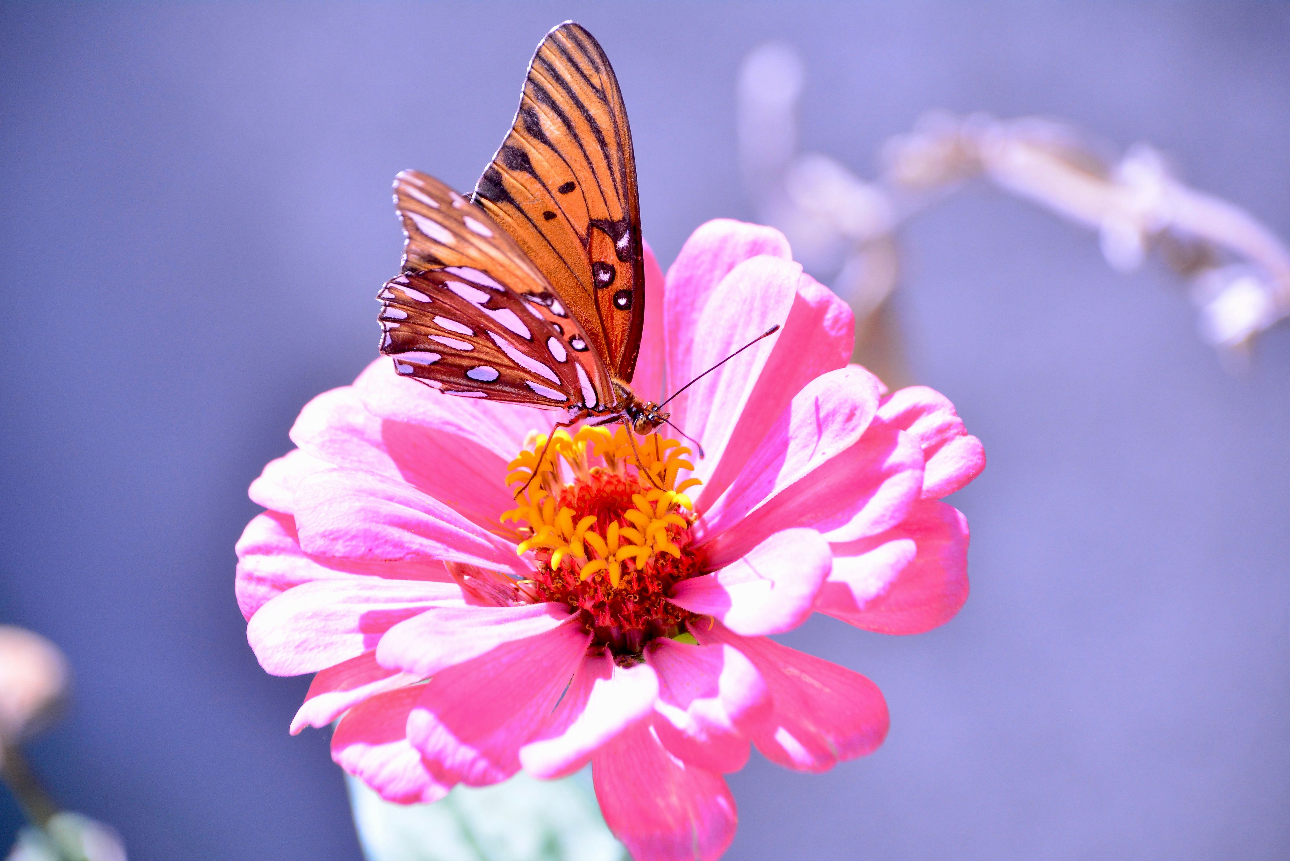 Monarch Butterfly on a Vibrant Pink Zinnia Flower · Free Stock Photo