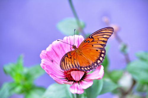 Free stock photo of monarch butterfly Stock Photo