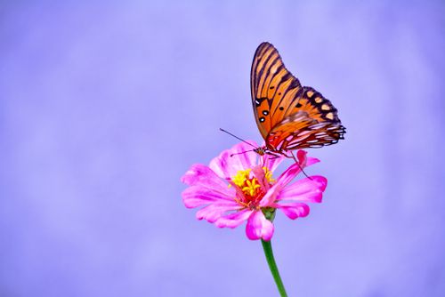 Free stock photo of monarch butterfly Stock Photo