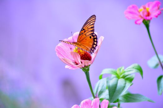 Close-up of a monarch butterfly resting on a vibrant pink zinnia in Coahuila, Mexico.