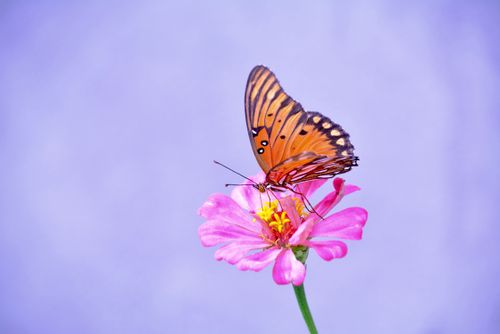 Free stock photo of beautiful butterfly Stock Photo