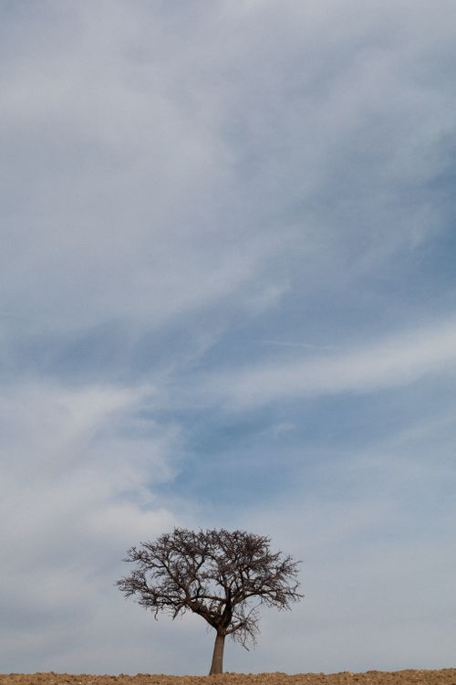 Free A lone tree stands against a wide blue sky with scattered clouds. Stock Photo